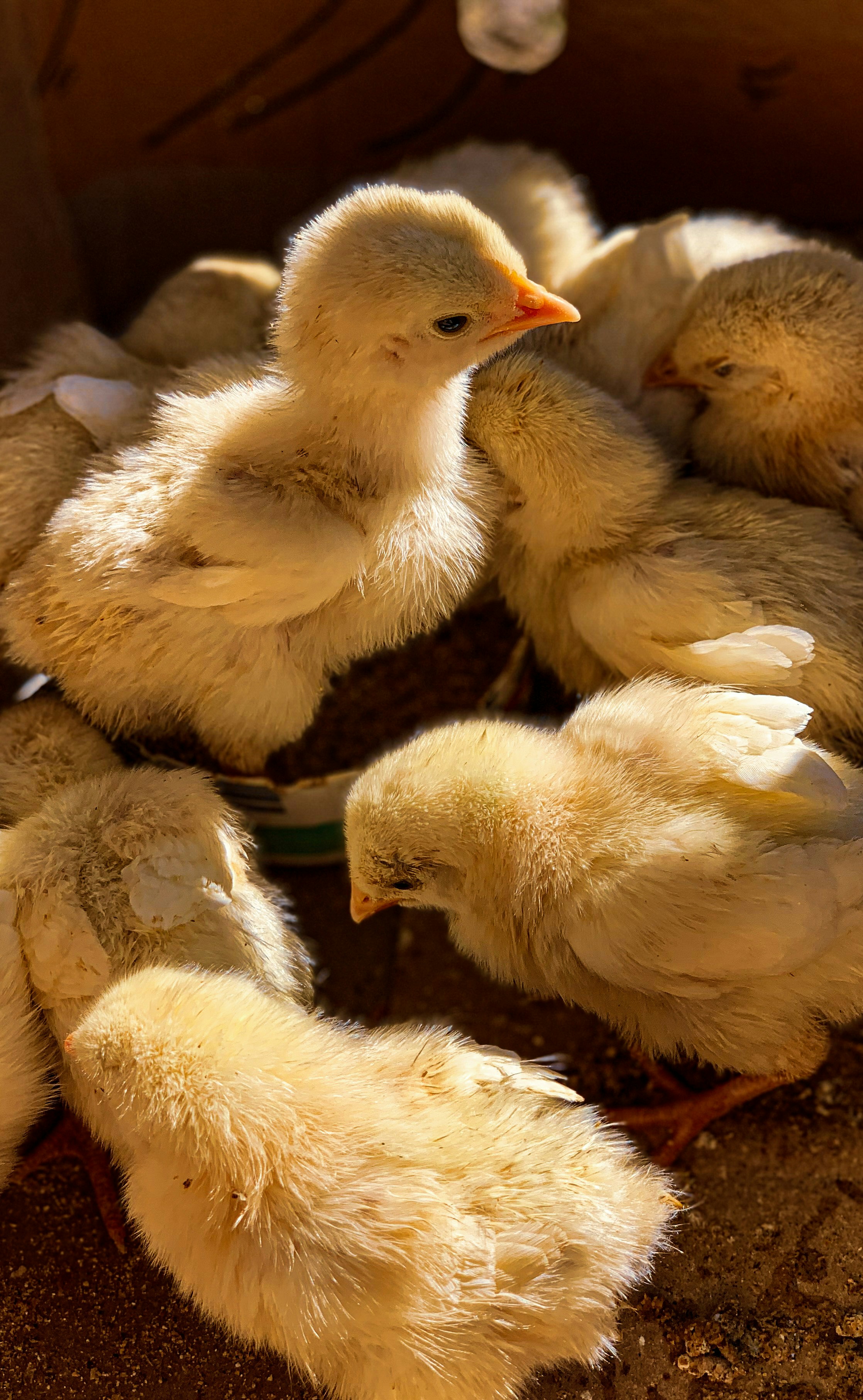Day Old Chicks - Pinga Agro Investment Limited
