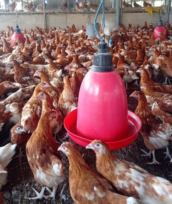 Pinga Agro Investment Limited